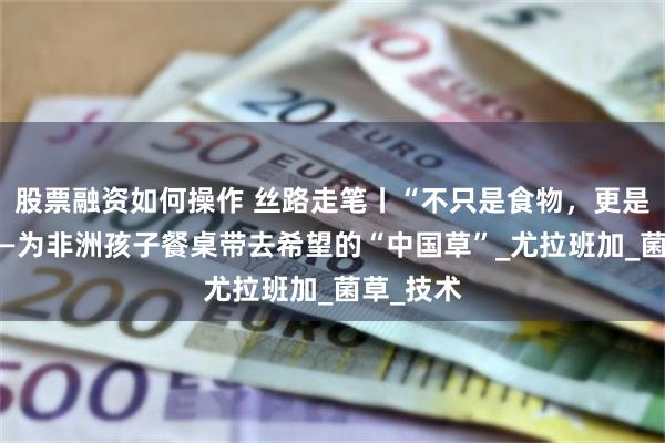 股票融资如何操作 丝路走笔丨“不只是食物，更是希望”——为非洲孩子餐桌带去希望的“中国草”_尤拉班加_菌草_技术